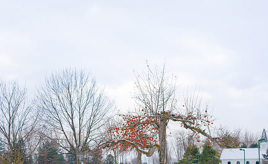 新生兒女孩取名文雅有涵養的名字：吉祥有寓意