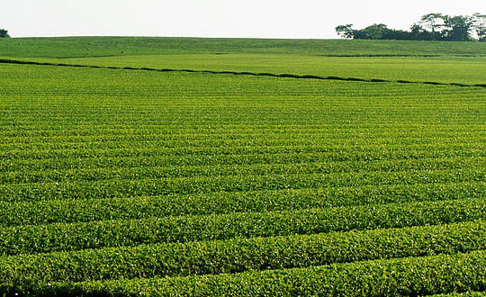  好聽的女孩名字,女孩新穎有涵養的名字大全：儒雅大氣