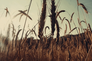 男女通用英文網名大全