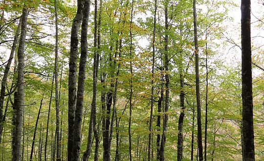 寶寶取名字大全帶寓意：經典起名單字分享