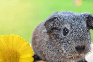 龍年寶寶起名，五行屬木的用字，缺木的名字