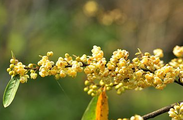 比晚風還好聽的網名