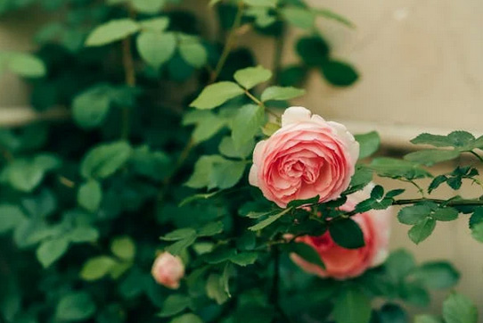 網名大全丨用中藥雅稱取網名，好聽到醉了!