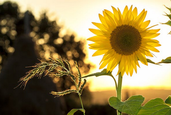 網名 | 女生ins風高級網名