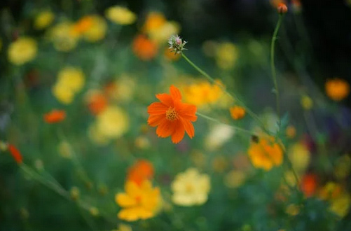 網名丨好聽不厭的情侶網名