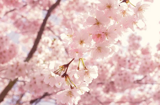 2025平安喜樂的微信名字分享，快挑一個喜歡的換上吧