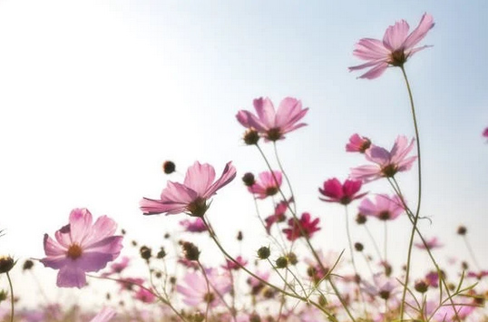  店鋪取名|鮮花店名字簡約招財