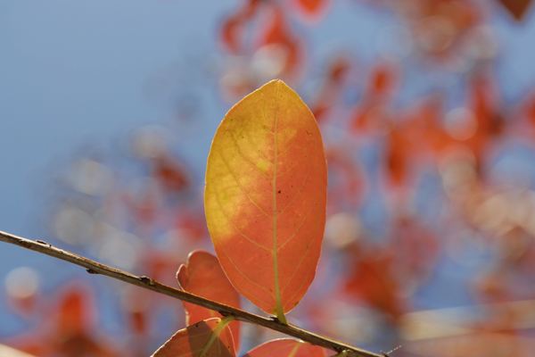 情侶網名 | 情侶昵稱ID