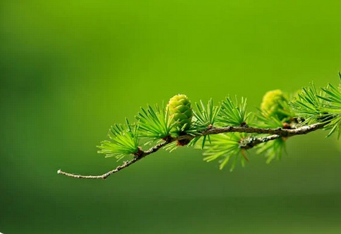 網名丨可愛又小眾的微信網名ID