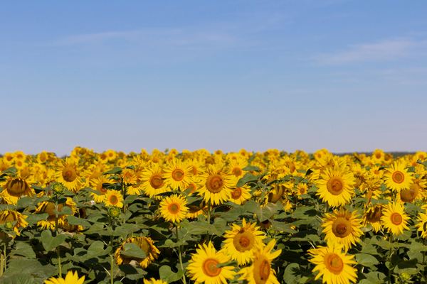網名 | 一生不舍的微信網名