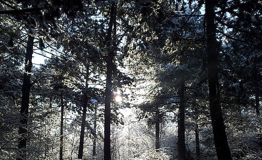 高貴華麗的好聽的英文名字女孩